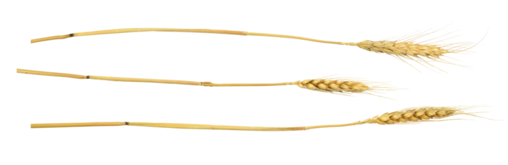 Set of dry rye spikelets isolated on white or transparent background