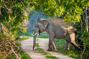 An elephant trying to cross a forest road