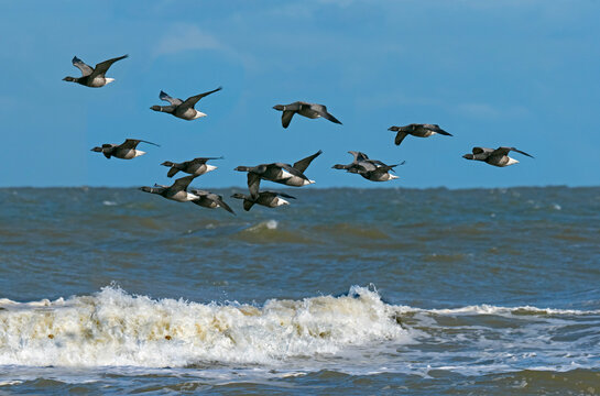Brent geese (Branta bernicla) flock in flight over the north sea at Titchwell RSPB Reserve, Norfolk, UK. 