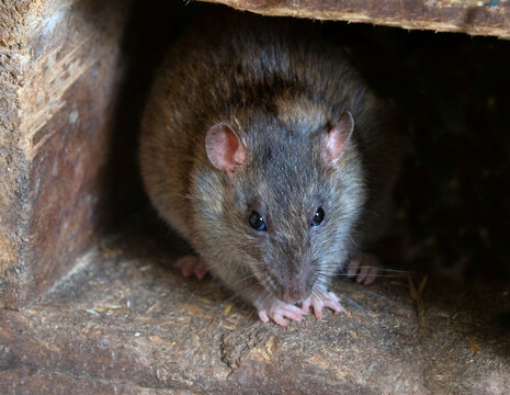 Brown rat (Rattus norvegicus) in farm building 