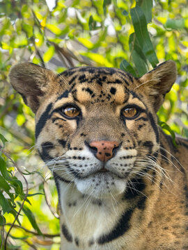 Clouded leopard (Neofelis nebulosa) portrait, captive. 