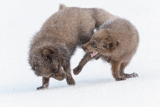 Arctic foxes (Alopex lagopus) blue colour morphs in winter coat fighting, Hornstrandir, IcelandMarch 