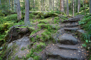 Beautiful wildlife, forest, green moss and stone steps leading up mountain