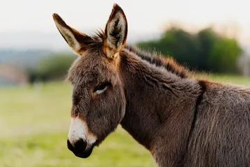 Schilderijen op glas portrait of young donkey, gray and brown, in the field. farm animals. © Alberto