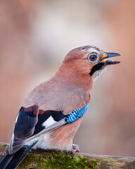 Sójka zwyczajna Garrulus glandarius