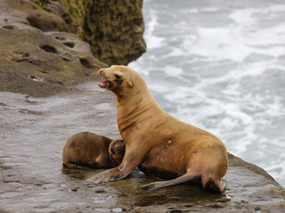 A mother sea lion with its pup on top of a rock by the ocean in La Jolla Cove in California. Mother and baby sea lions.