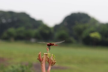 dragonfly on the meadow
