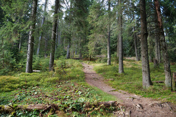 Beautiful coniferous forest in Carpathian mountains