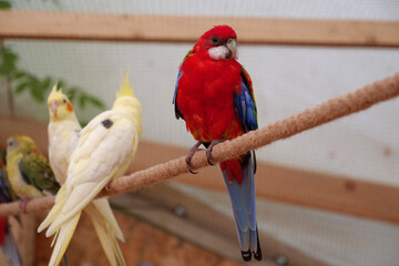 Colorful parrots sit on a rope in the aviary