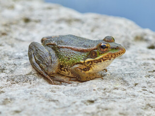 Iberian Green Frog. Pelophylax perezi