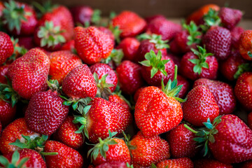 Fresh picked strawberries in a crate at a local farm