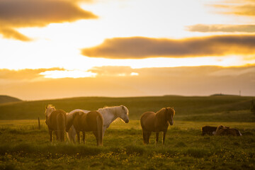 Fototapeta na wymiar Horses during sunset in Iceland, beautiful wild horses with amazing view, summer sunset atmosphere, travel in Iceland