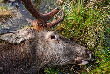 Close-up of a dead red deer, with antlers, Cervus elaphus, killed by wolves, canis lupus. Dead buck lays on ground in meadow. European nature.