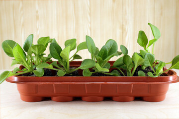 Floral seedlings - Petunia grows in peat tablets placed in a plastic container