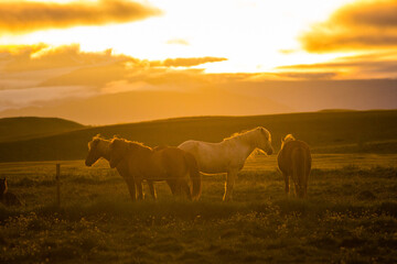 Horses during sunset in Iceland, beautiful wild horses with amazing view, summer sunset atmosphere, travel in Iceland
