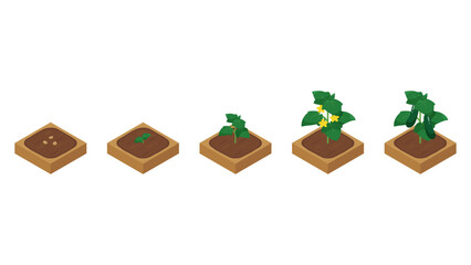 農場ゲームのイラスト_成長するきゅうり_アイソメトリック