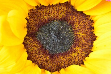 closed up ray flower and disk flower of sunflower 