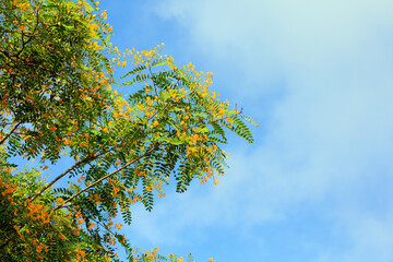 Acacia blooms