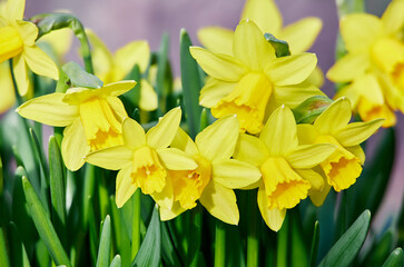 yellow daffodil macro shot
