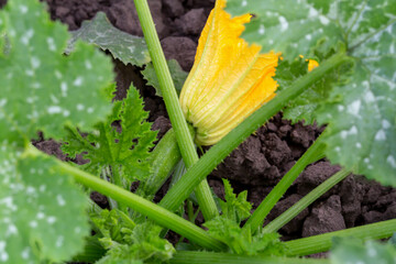 Large green zucchini bush with ovary and yellow flower in vegetable garden. New harvest. Environmentally friendly products. Locally grown. Selective focus, defocus