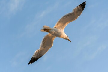 Low angle of a seagull bird flying in the blue sky
