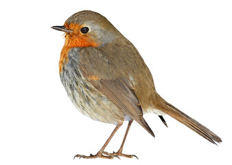 robin bird png format isolated on clear background
