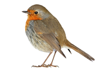 robin bird png format isolated on clear background