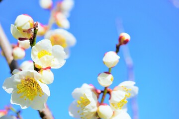 青背景に美しく咲く白色の梅の花の枝の接写
