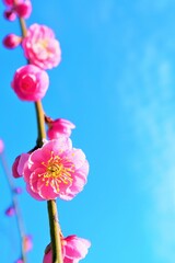 青空を背景にピンク色の綺麗な枝垂れ梅の花のアップ。縦