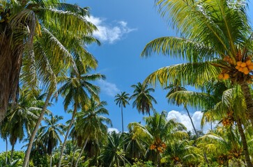 Fototapeta na wymiar Low angle view of coconut palm trees against blue sky