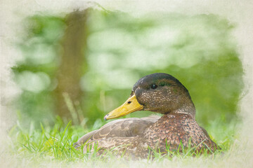 A female Mallard dabbling duck, Anas platyrhynchos digital watercolour painting.