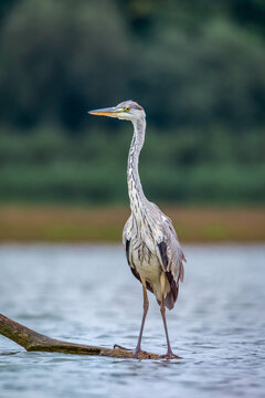 Czapla siwa Ardea cinerea