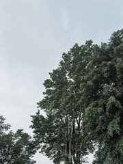 Aesthetic Summer Tree