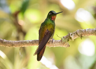 hummingbird on a branch