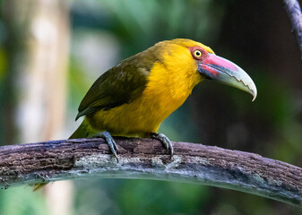 yellow toucan