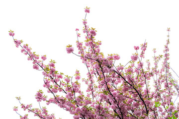 Pink blossom flower tree branch isolated on transparent background - Powered by Adobe
