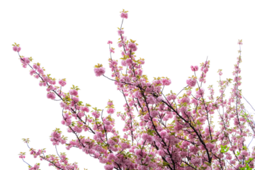 Pink blossom flower tree branch isolated on transparent background
