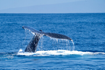Fototapeta premium Whale Watching in Maui