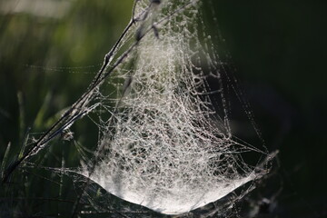 Treat Plant Disease. Protect your plants from debilitating diseases. A plant affected by whiteness,...