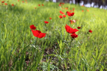 Colorful anemones in the forest near Megido in northern Israel