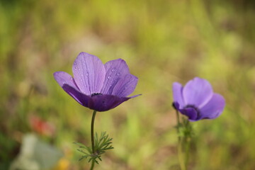 Colorful anemones in the forest near Megido in northern Israel