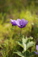 Colorful anemones in the forest near Megido in northern Israel
