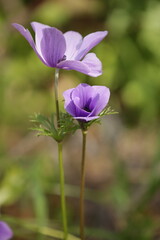 Fototapeta premium Colorful anemones in the forest near Megido in northern Israel