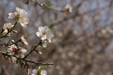 Blooming almond orchard in northern Israel