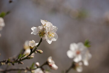 Blooming almond orchard in northern Israel