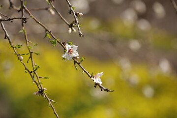 Blooming almond orchard in northern Israel