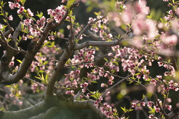 Blooming peach trees in northern Israel. Golan heights