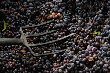 The process of squeezing grapes