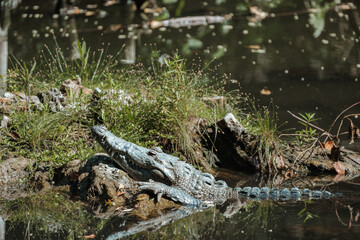 Crocodile sunbathing on its rock in its pond
