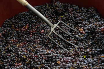 The process of squeezing grapes
